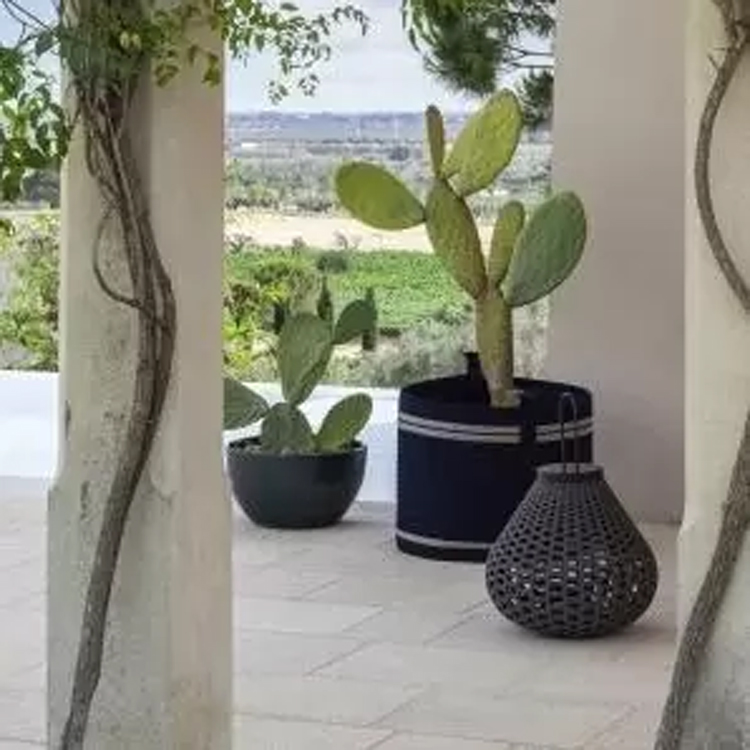 basket bij cactussen
